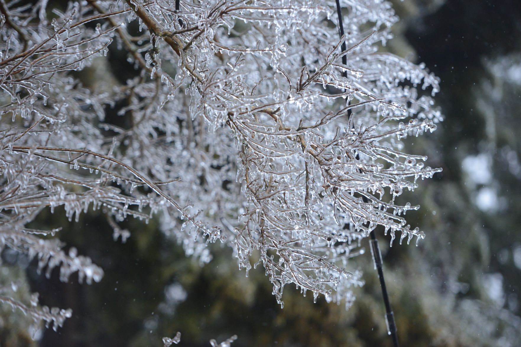 Frozen branches 2.jpg